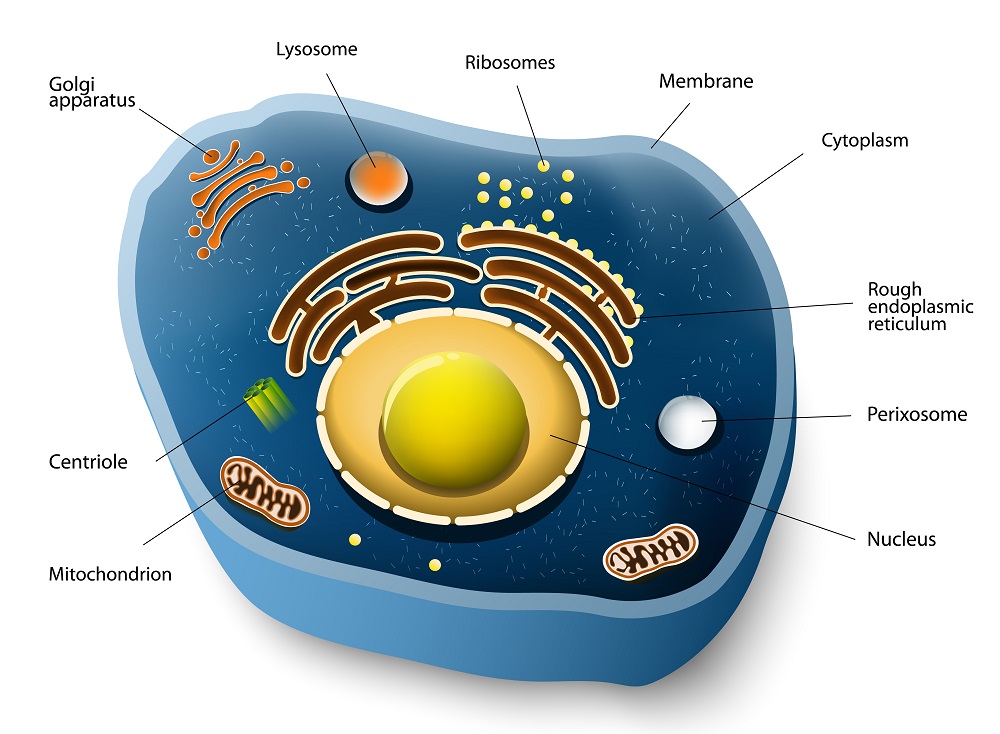 animal cell parts and function