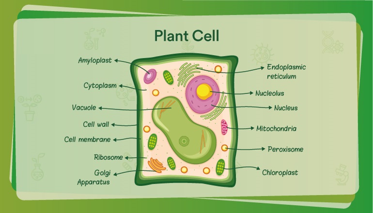 plant cell diagram