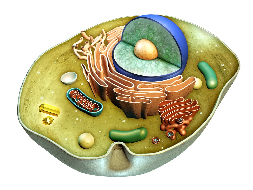 Animal cell 3d model