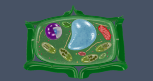 plant cell 3d model