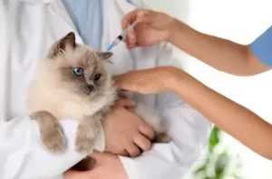 Core Vaccines