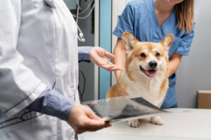 Dental Care