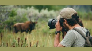 Wildlife
