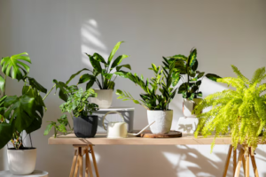 Indoor Plants